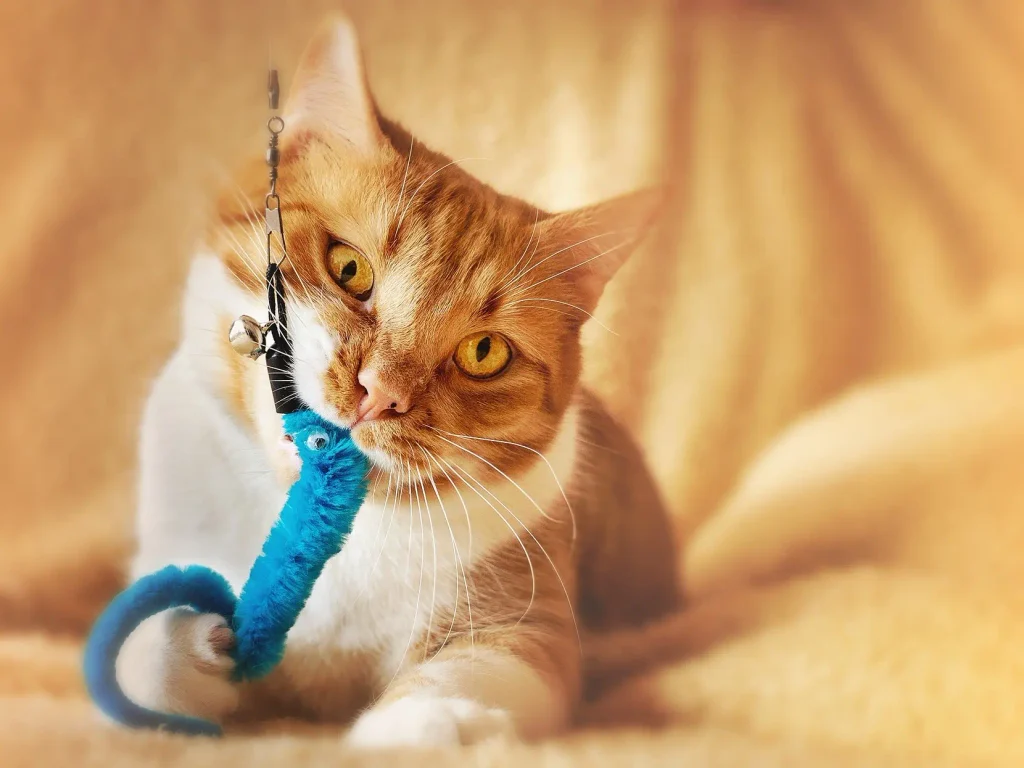 Exercise needs by life stage for cats