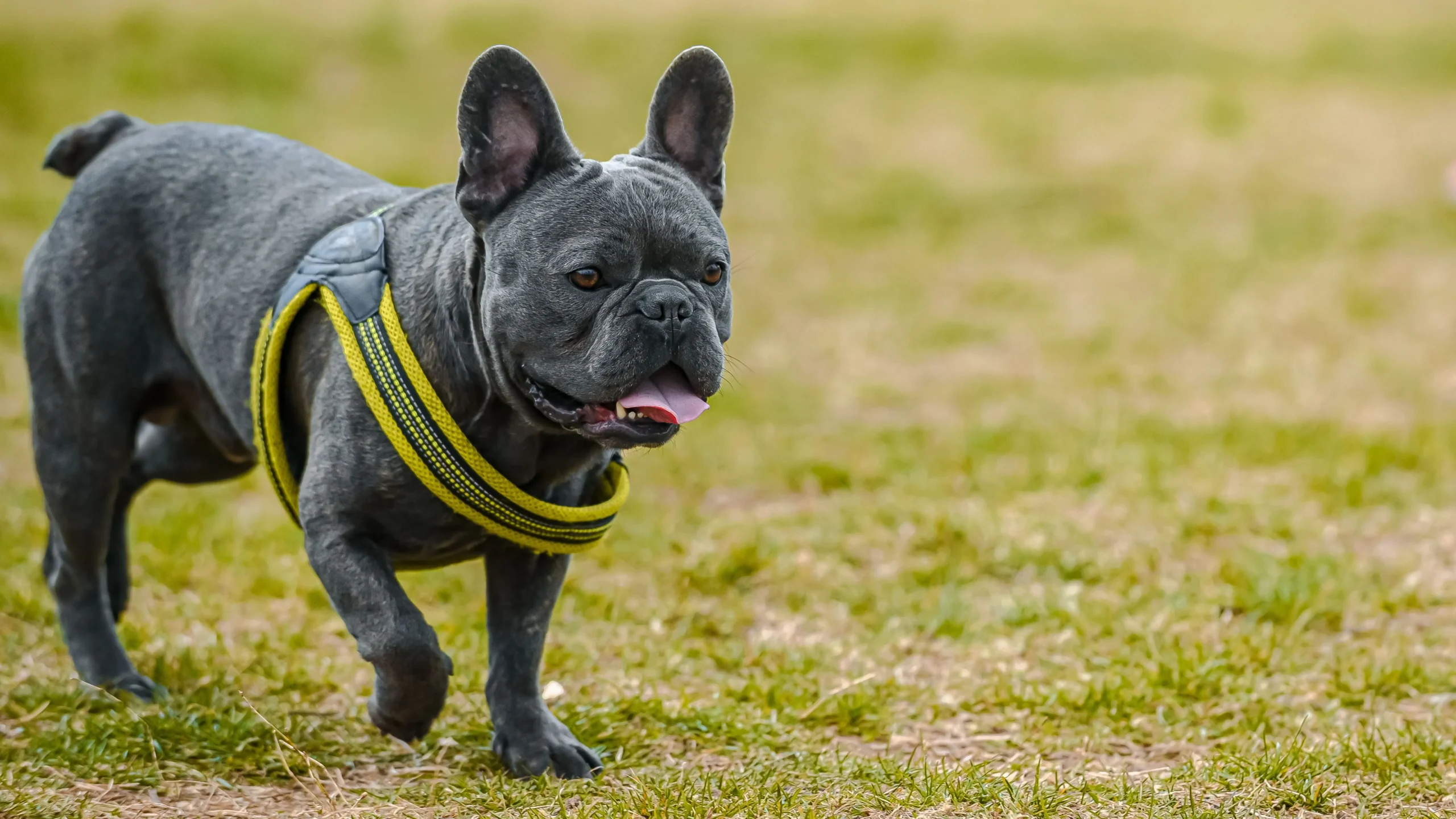 Dog Lifestyle Needs: An Energetic Black Bulldog