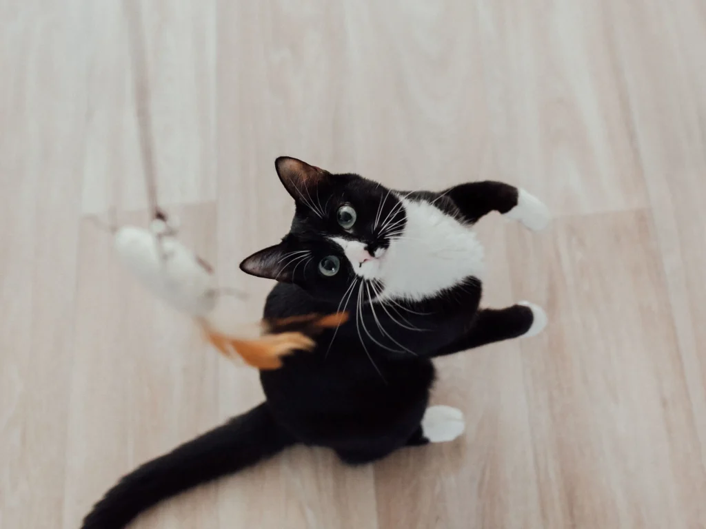 The image shows a cat undergoing good basic training.