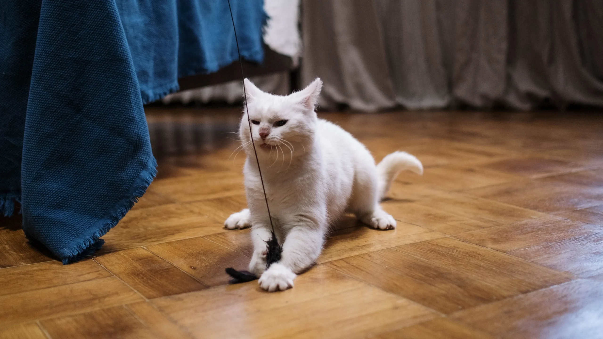 Cat Training Basics: Training Your Cat at Home Using a Feather Wand