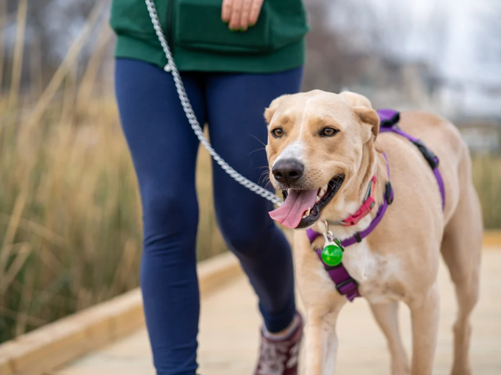 Leash training and loose-leash walking
