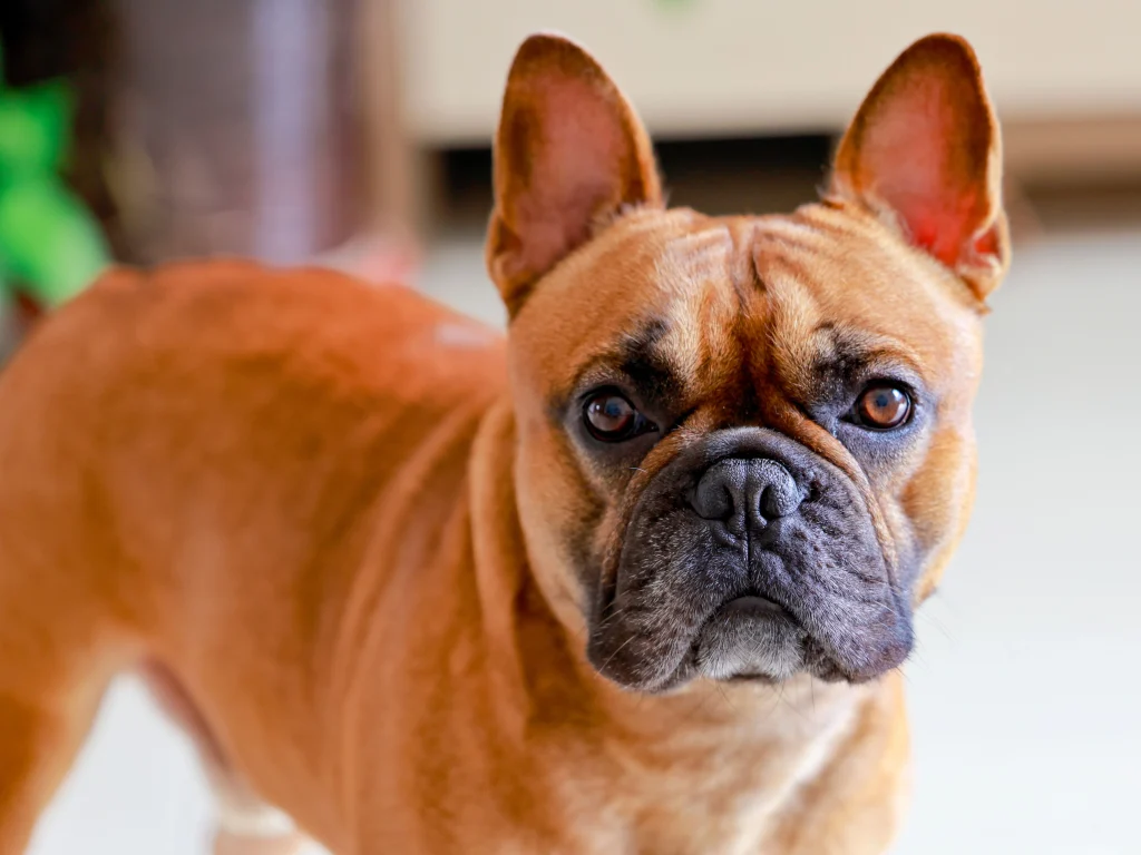 Yellow bulldog represents dog lifestyle needs, including exercise, rest, and daily care