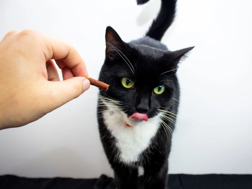 A close-up of a hand offering kibble to a cat, demonstrating essential cat training basics by using food motivation.