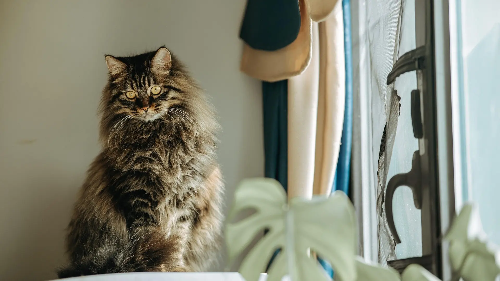 Cat lifestyle needs — cat relaxing on a perch