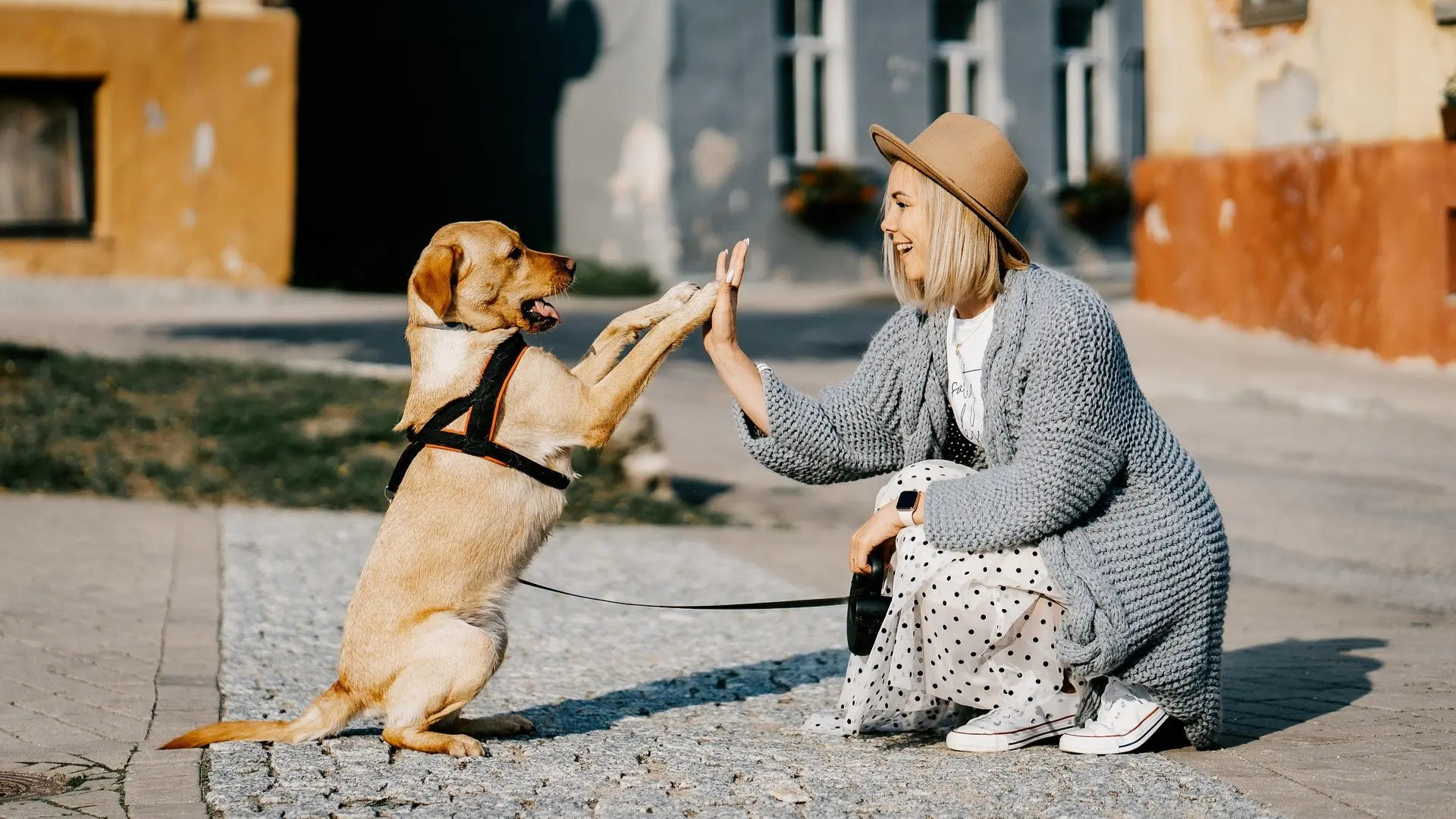 Dog training basics — owner training dog outdoors