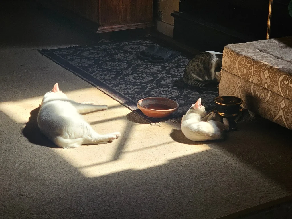 Feeding Guide for Multi-Pet Households: Keeping Cats and Dogs Separate at Mealtime