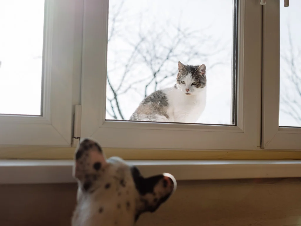 Guide to Multi-Pet Households: Helping Cats and Dogs Get Along