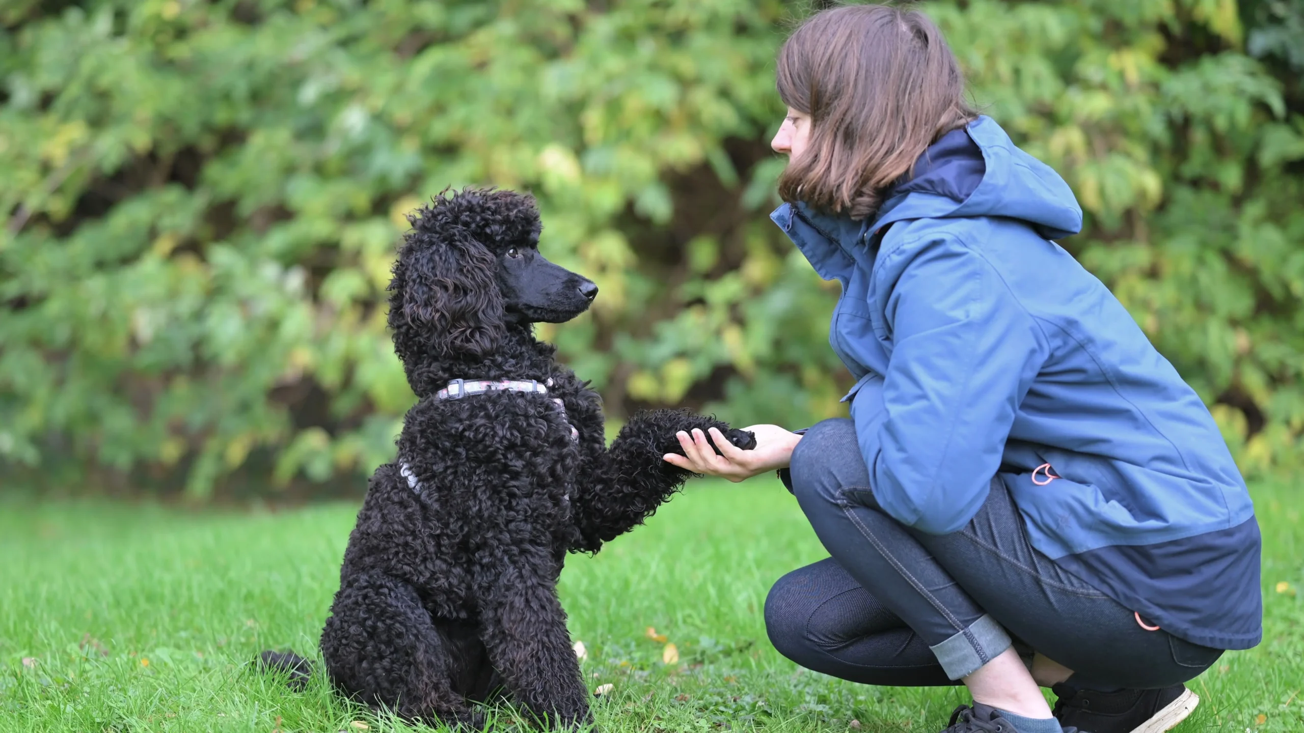 Dog training basics — owner training dog outdoors