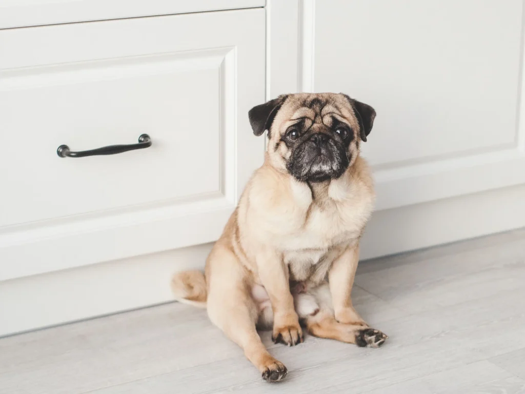Kitchen dog-proofing and safe storage